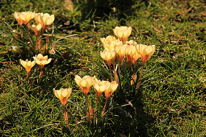 MARCH 2015-8 - FOUR SEASONS MUSEUM GARDENS