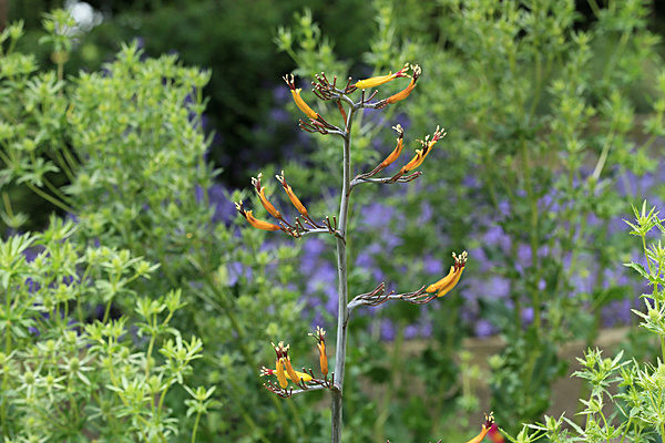 IMGL5526 - MUSEUM GARDENS
