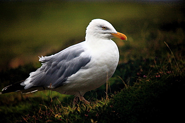 20100831_0243_2 - SCOTLAND 2010