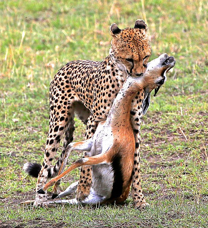  - MASAI MARA, KENYA  OCT 2014
