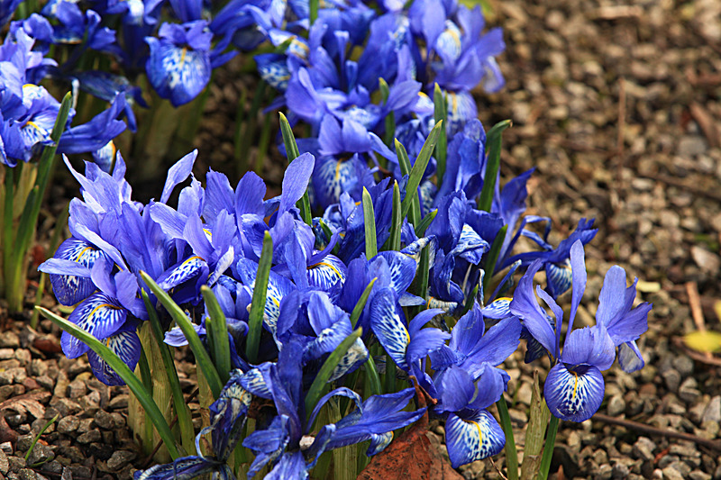 MARCH 2015-5 - FOUR SEASONS MUSEUM GARDENS