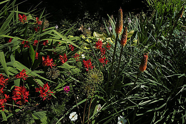 IMGL7801 - MUSEUM GARDENS