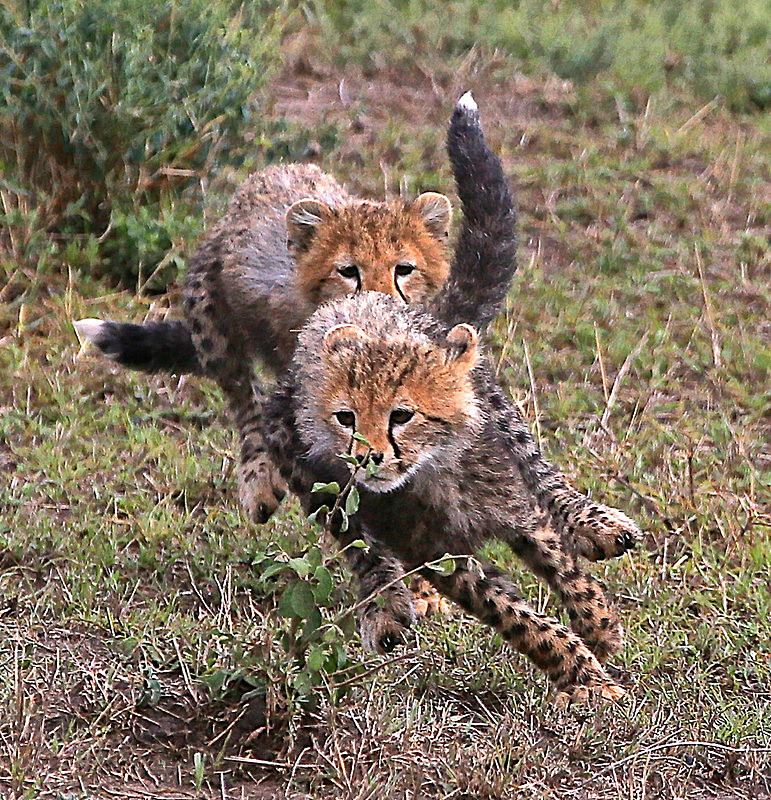  - MASAI MARA, KENYA  OCT 2014