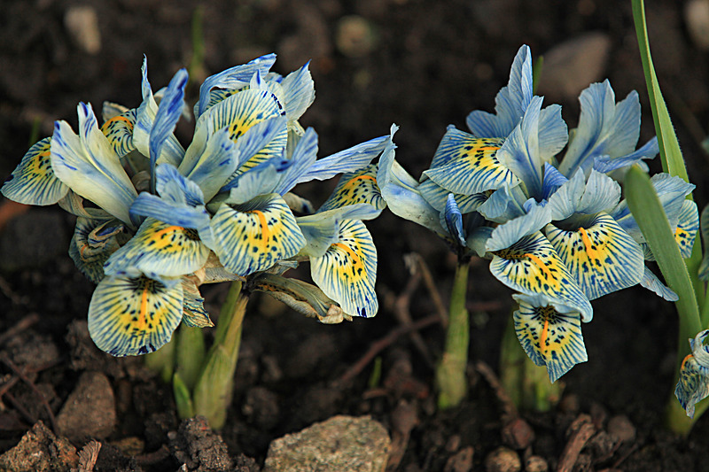 MARCH 2015-7 - FOUR SEASONS MUSEUM GARDENS
