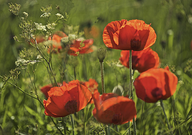 POPPY FIELD BAMBURGH NORTHUMBERLAND; PREVIEW NIGHT Sat 17th Oct - Fri 13th Nov 2015 - ART AND ROSE GALLERY EXHIBITION, POCKLINGTON, Sat 17th Oct - Fri 13th Nov 2015.  Entrance Free