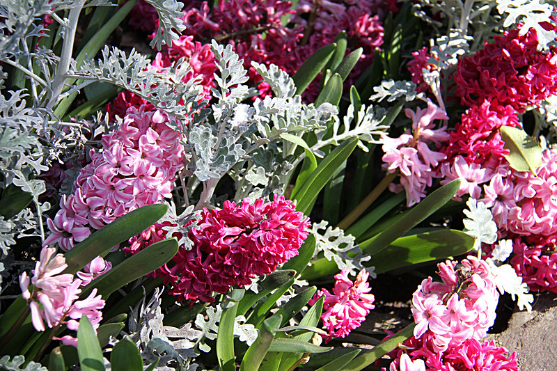 APRIL 2015-4 - FOUR SEASONS MUSEUM GARDENS