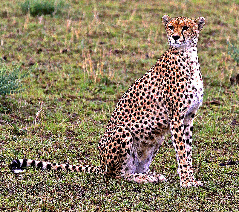  - MASAI MARA, KENYA  OCT 2014
