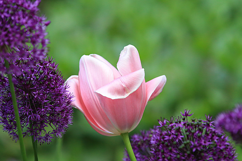 JUNE 2015-6 - FOUR SEASONS MUSEUM GARDENS