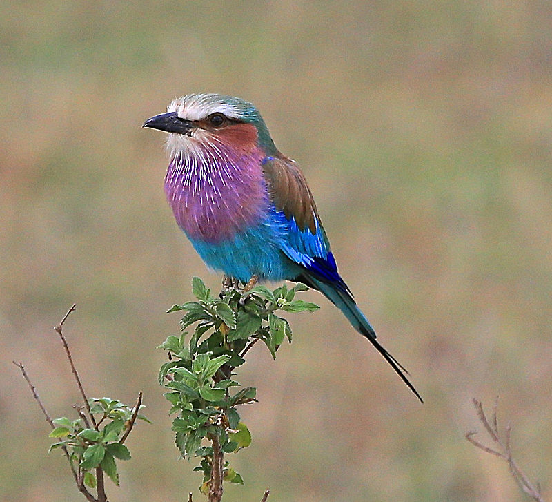  - MASAI MARA, KENYA  OCT 2014