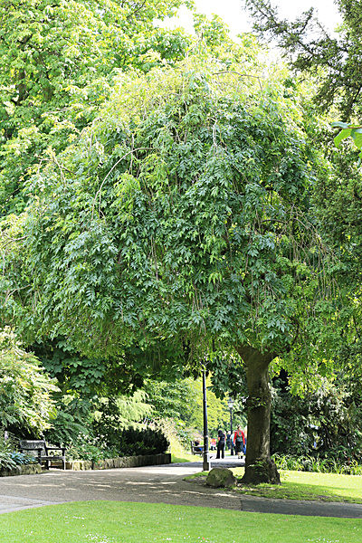 IMGL5701_2 - MUSEUM GARDENS