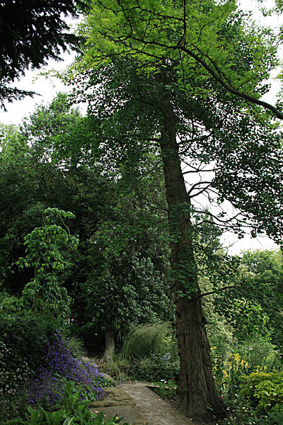 IMG_7529_2 - MUSEUM GARDENS