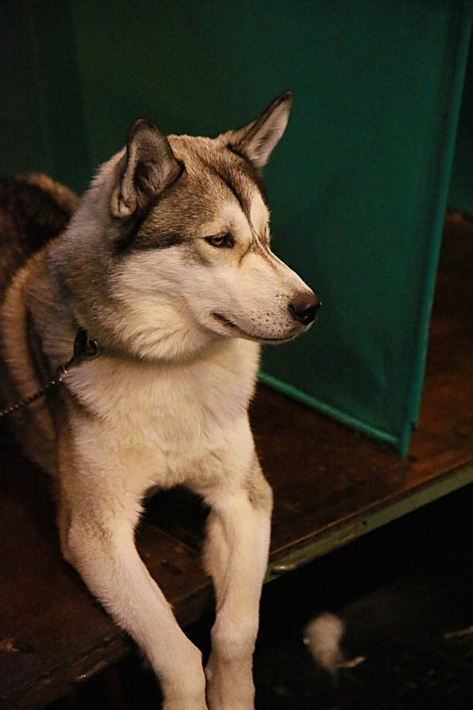 BV6R9484_2 - TEDDY MAXIMUS at Crufts March 2016. https://teddymaximus.com/
