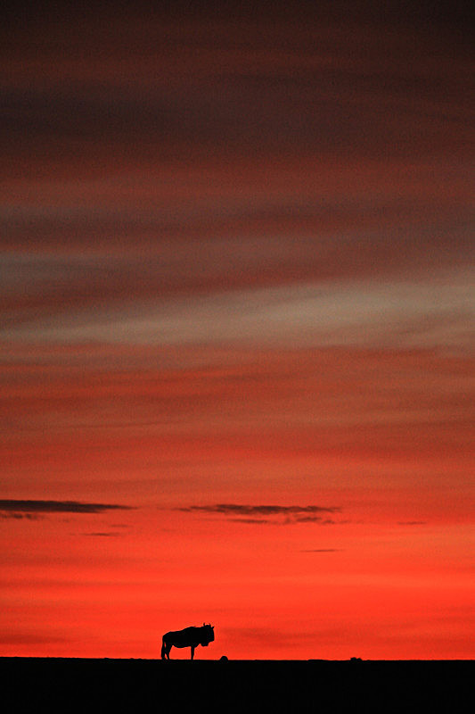 - MASAI MARA, KENYA  OCT 2014