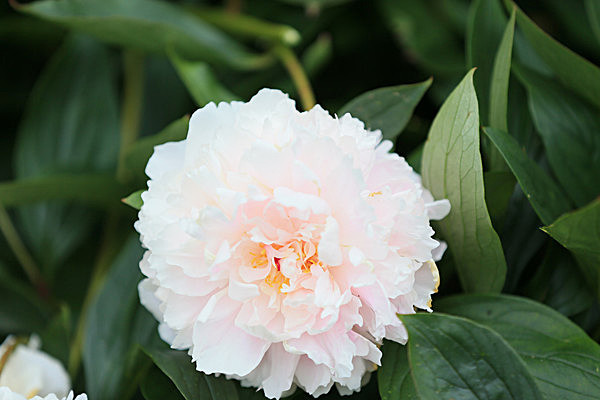 IMGL5649 - MUSEUM GARDENS