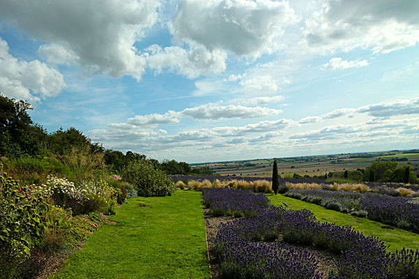 IMGL8006 - Version 2 - LAVENDER FARM  TERRINGTON  YORK