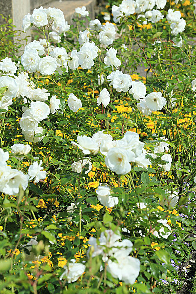 IMGL6045_2 - MUSEUM GARDENS
