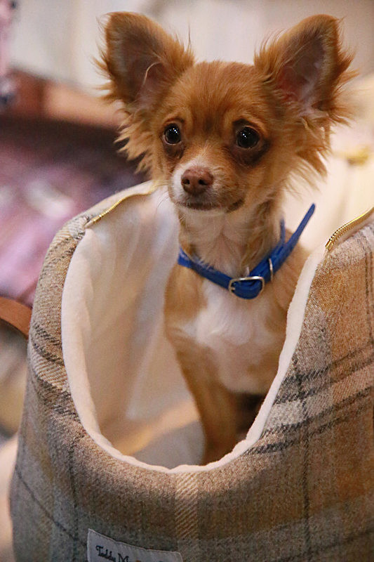 BV6R9438 - TEDDY MAXIMUS at Crufts March 2016. https://teddymaximus.com/