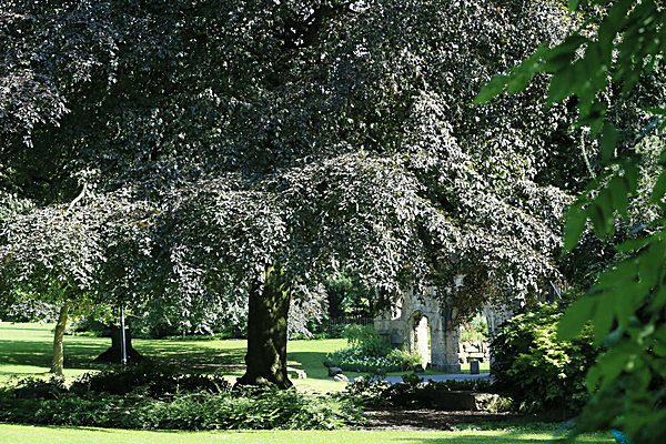 IMGL5988 - MUSEUM GARDENS