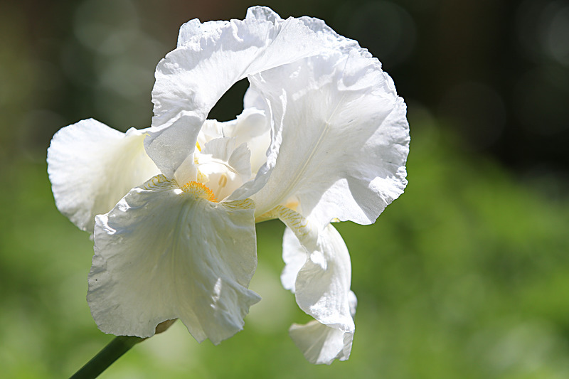 JUNE 2015-14 - FOUR SEASONS MUSEUM GARDENS