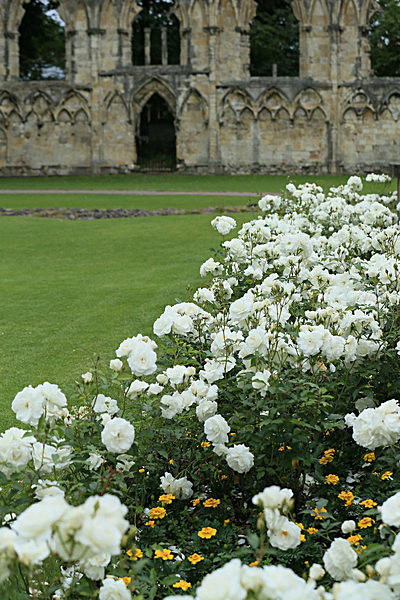 IMGL5644_2 - MUSEUM GARDENS
