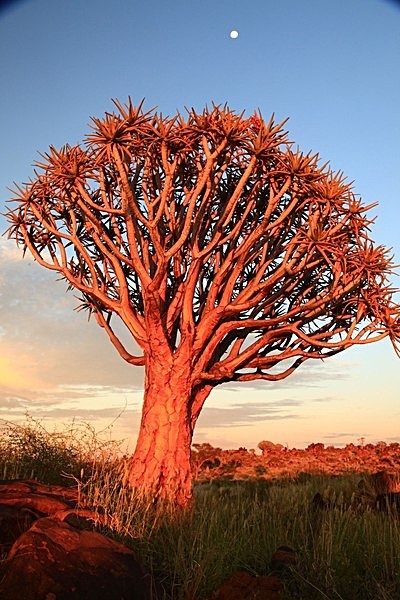 IMG_8990 - NAMIBIA 2012