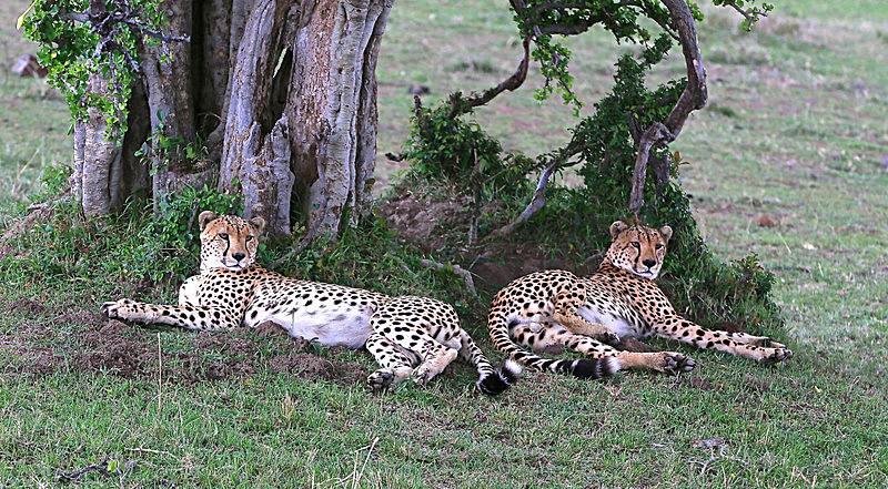  - MASAI MARA, KENYA  OCT 2014