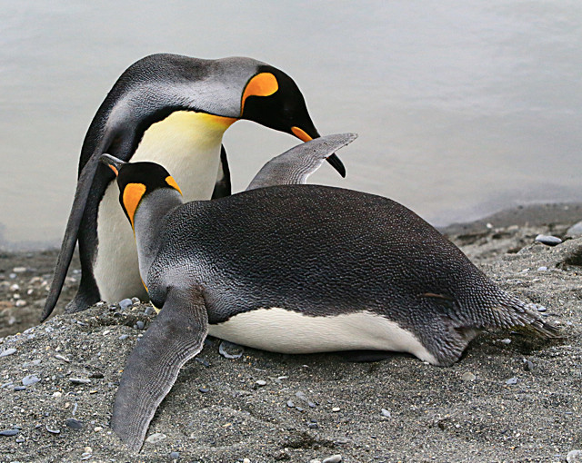  - ANTARCTICA NOV 2014