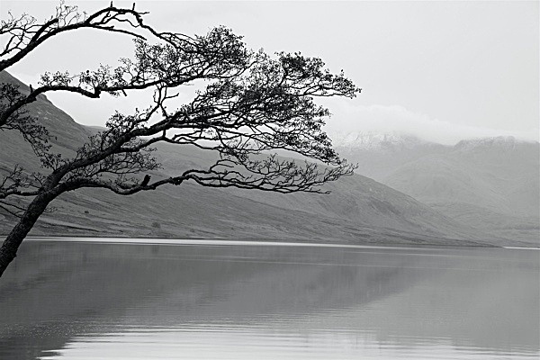 CS195 WINDSWEPT TREE,LOCH ETIVE, SCOTLAND - BLAKE GALLERY EXHIBITION Fri 20th Feb - Sat 7th March 2009