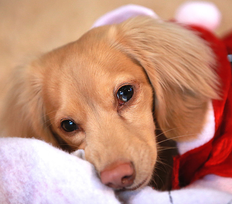 Teddy posing - CHRISTMAS SHOPPING  AT TEDDY MAXIMUS - As seen in Dec 2015 'Vogue Magazine'