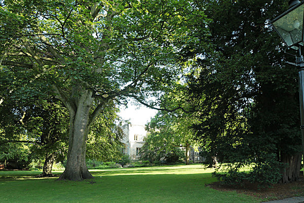 IMGL7640 - MUSEUM GARDENS