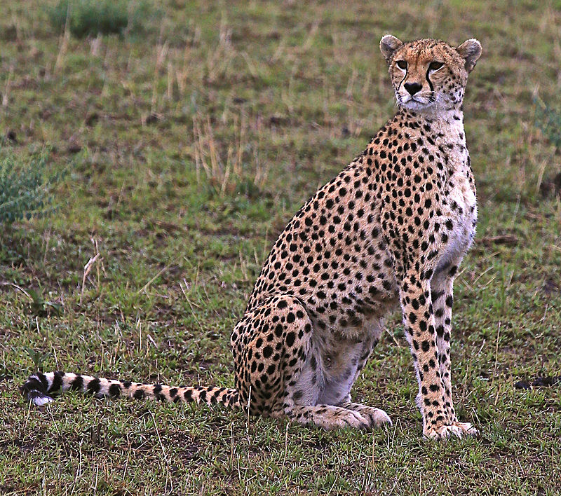  - MASAI MARA, KENYA  OCT 2014