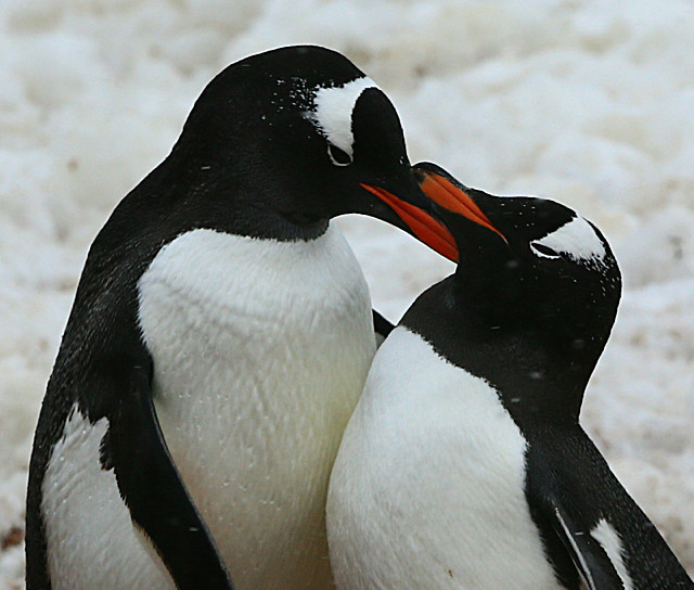  - ANTARCTICA NOV 2014