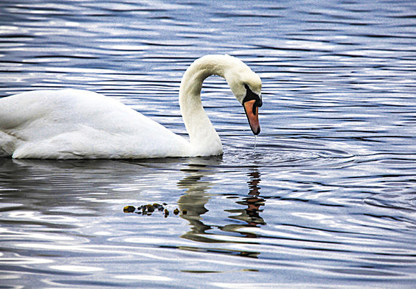 SWAN 7 LOCH ETIVE  SCOTLAND- - SCOTLAND  WESTERN ISLES, SEPT 2013