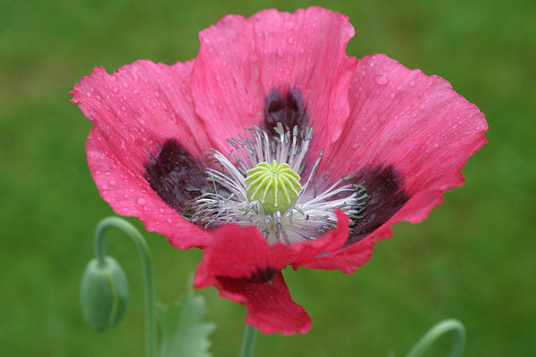 POPPY - FLOWERS