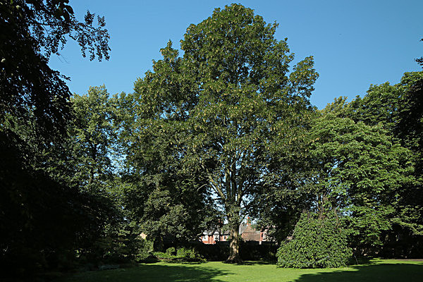 IMGL7745 - MUSEUM GARDENS
