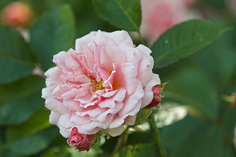 JUNE 2015-39 - FOUR SEASONS MUSEUM GARDENS