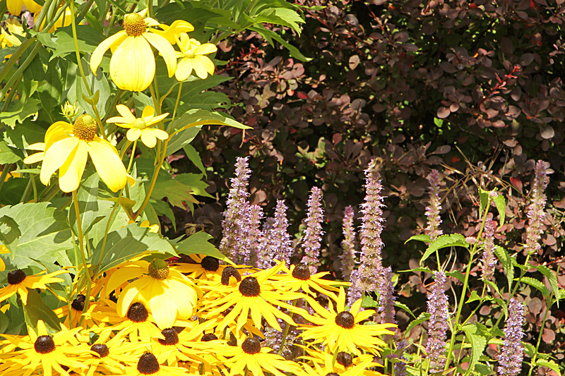 AUGUST 2014    - FOUR SEASONS MUSEUM GARDENS