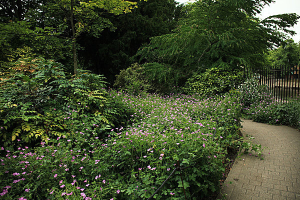 IMG_7582 - MUSEUM GARDENS