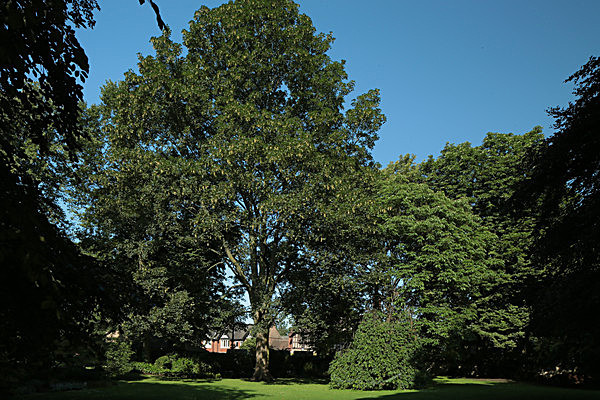 IMGL7738 - MUSEUM GARDENS