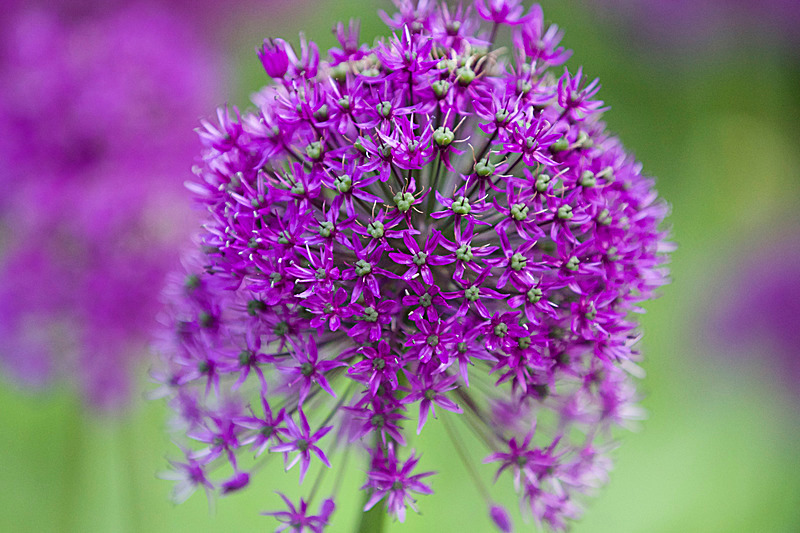 JUNE 2015-7 - FOUR SEASONS MUSEUM GARDENS
