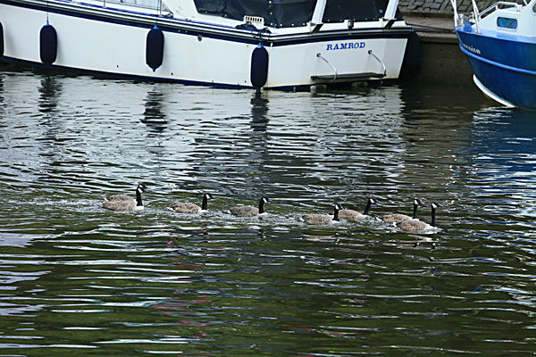 IMGL6197 - DRAGON BOAT RACE 2014 York Rotary Club