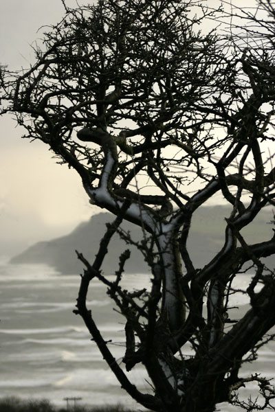 8  Black Thorn, Robin Hood's Bay - WINTER