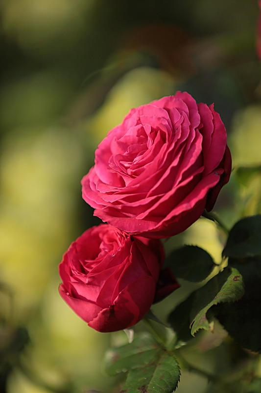 SEPTEMBER 2014 -2 - FOUR SEASONS MUSEUM GARDENS