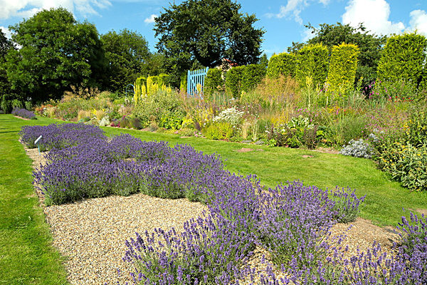 IMGL7998 - Version 2 - LAVENDER FARM  TERRINGTON  YORK