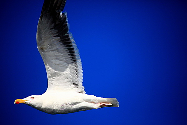 20100826_0144_2 - SCOTLAND 2010