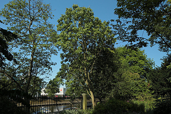 IMGL7713 - MUSEUM GARDENS