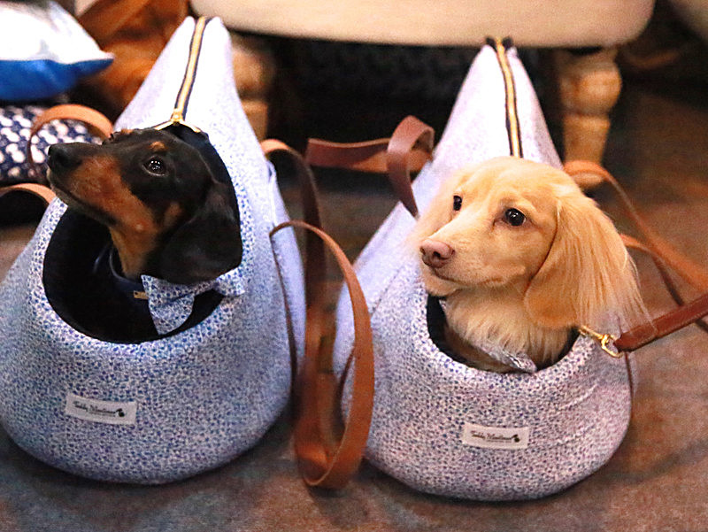 BV6R9227 - Version 2 - TEDDY MAXIMUS at Crufts March 2016. https://teddymaximus.com/
