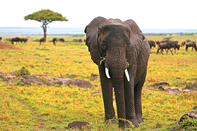  - MASAI MARA, KENYA  OCT 2014