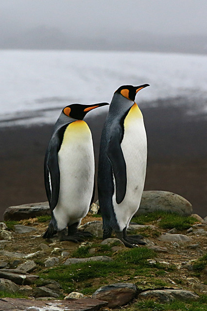  - ANTARCTICA NOV 2014