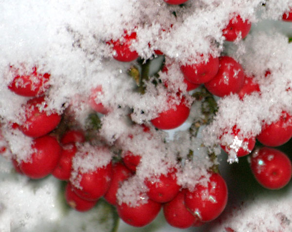 8  Berries - CHRISTMAS